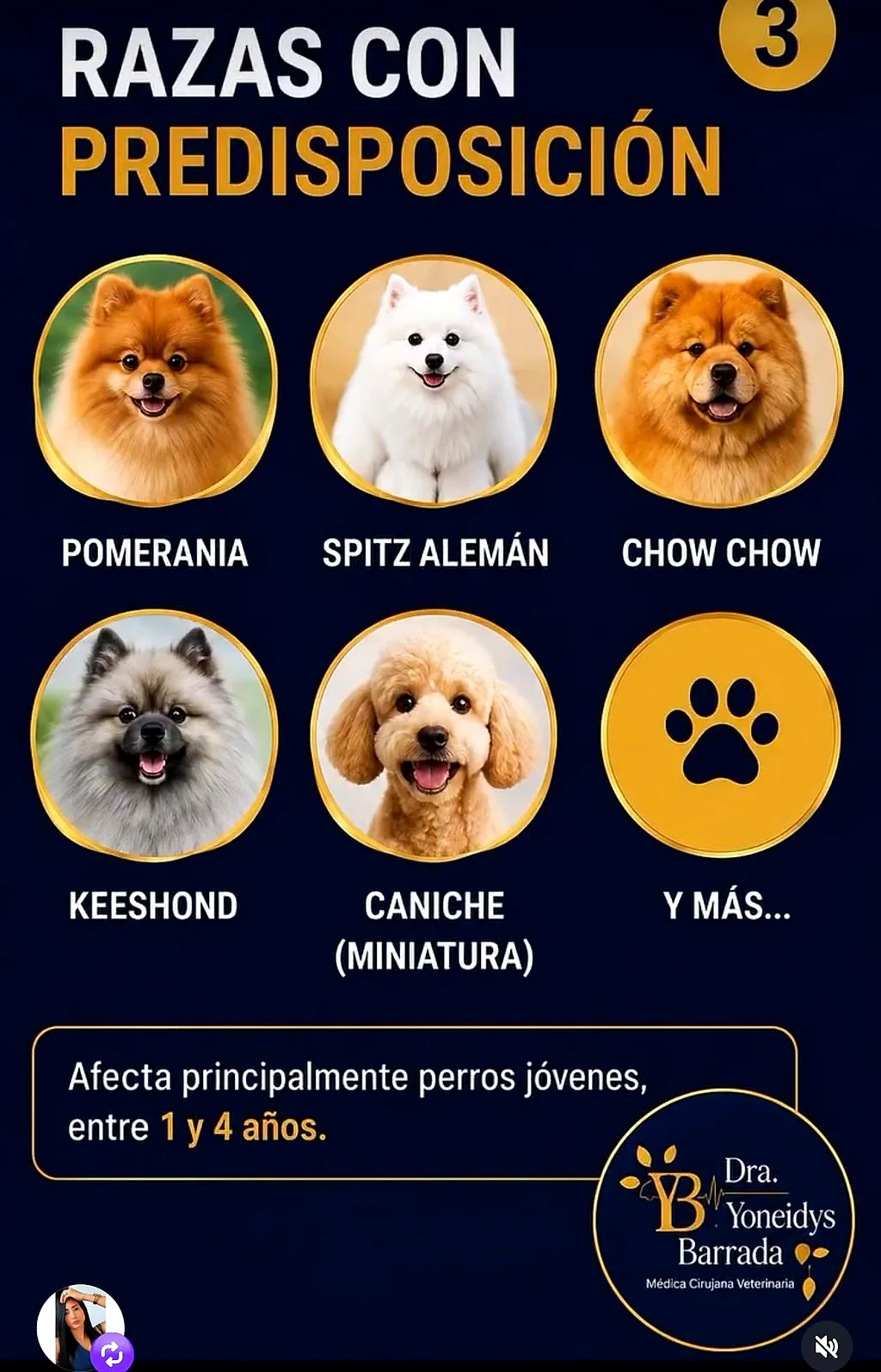 Razas con predisposición a la alopecia X: pomerania, spitz alemán, chow chow, keeshond y caniche miniatura