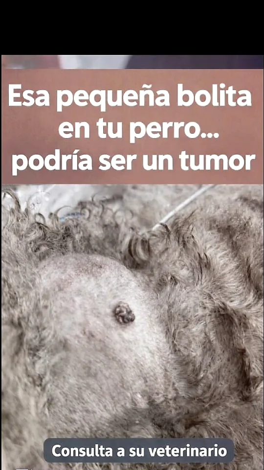 Esa pequeña bolita en tu perro podría ser un tumor