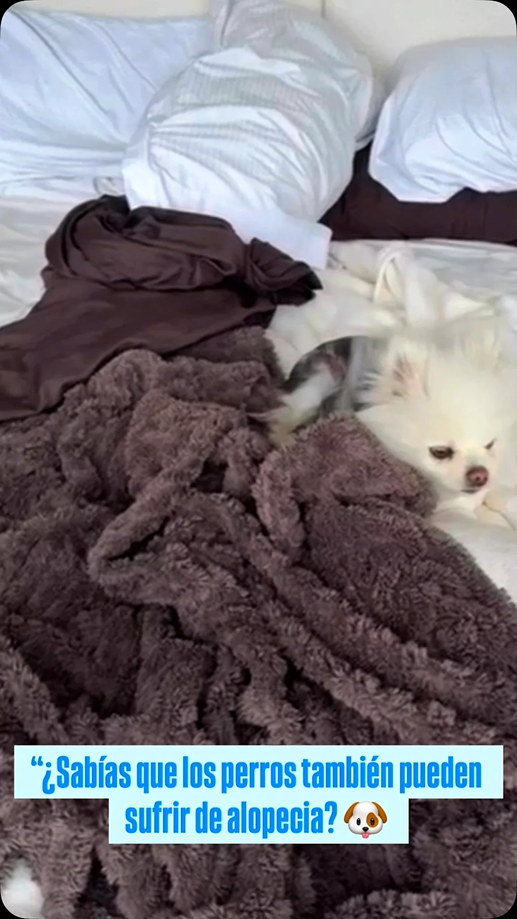 Perro blanco con pérdida de pelo sobre una cobija