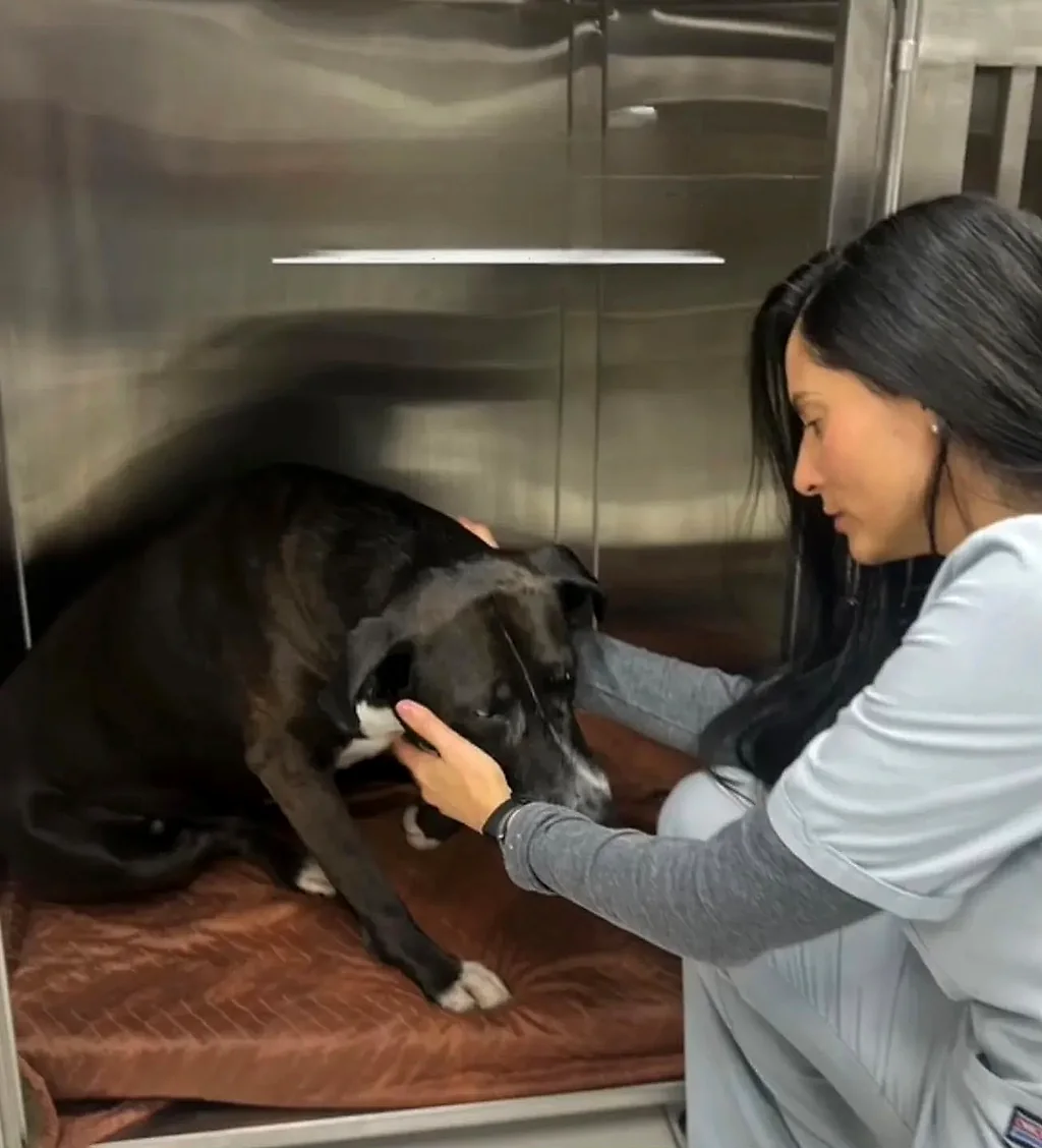 La Dra. Yoneidys Barrada atendiendo a un perro de talla grande