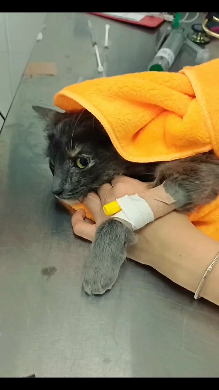 Gata gris con catéter intravenoso, envuelta en una toalla naranja