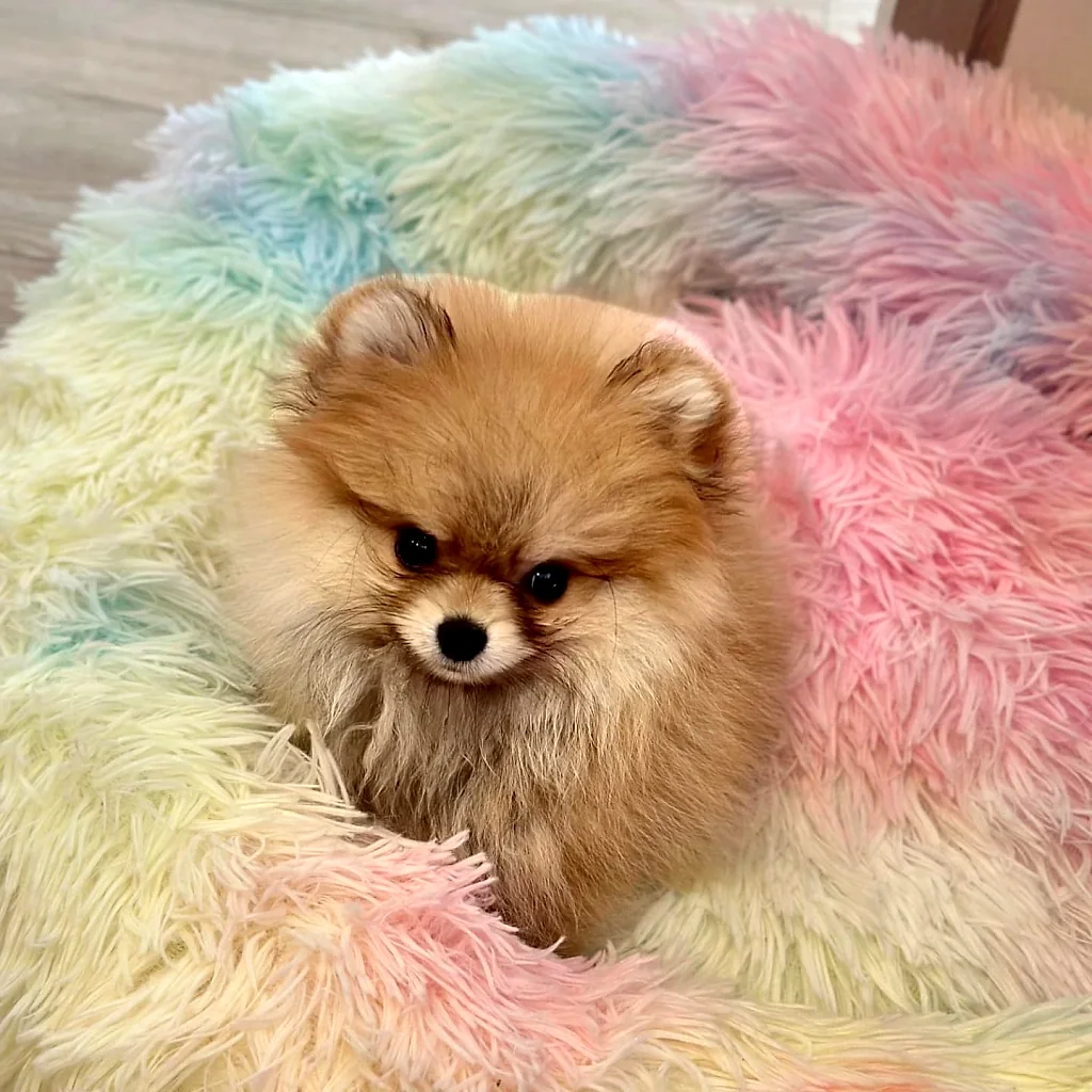 Trufa, una pomerania, sobre una cobija de colores