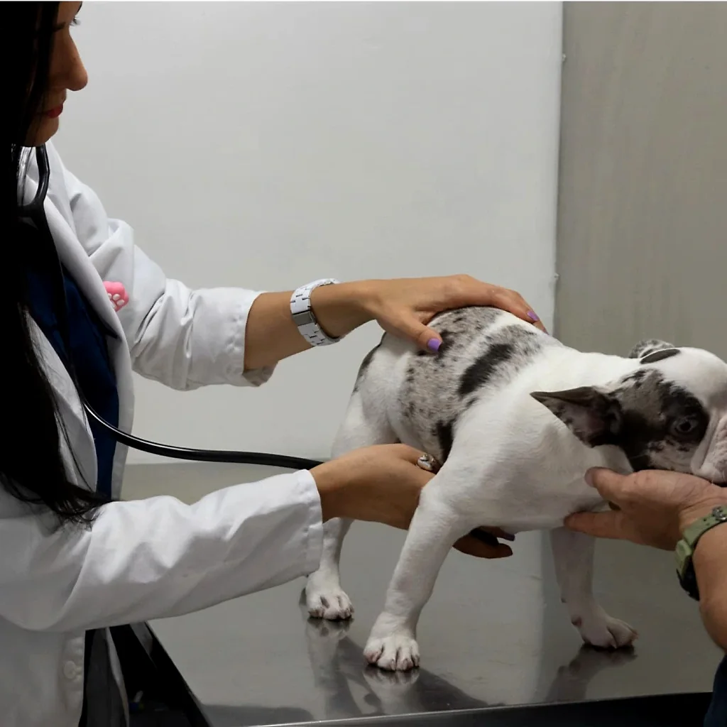 La Dra. Yoneidys Barrada auscultando a un bulldog francés