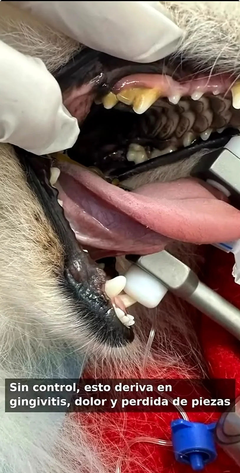 Boca de un perro con sarro y encías inflamadas durante una limpieza dental