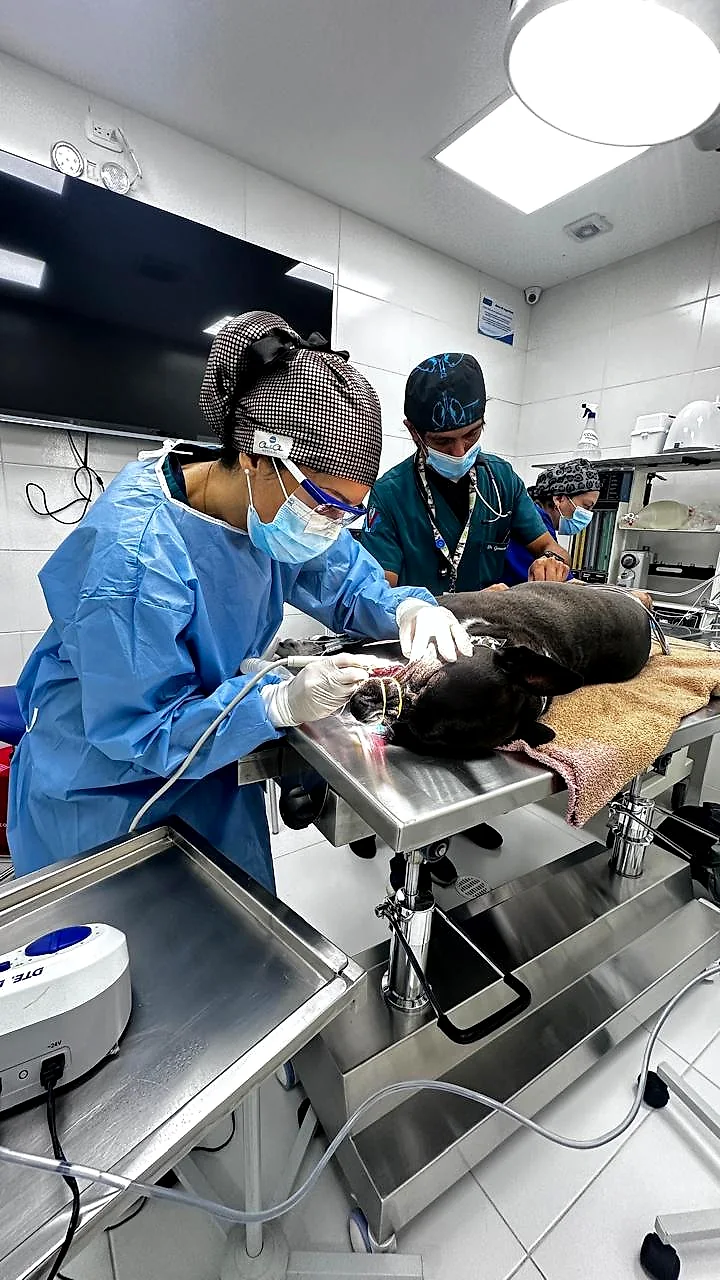 La Dra. Yoneidys Barrada en un procedimiento dental, con su equipo y el paciente anestesiado