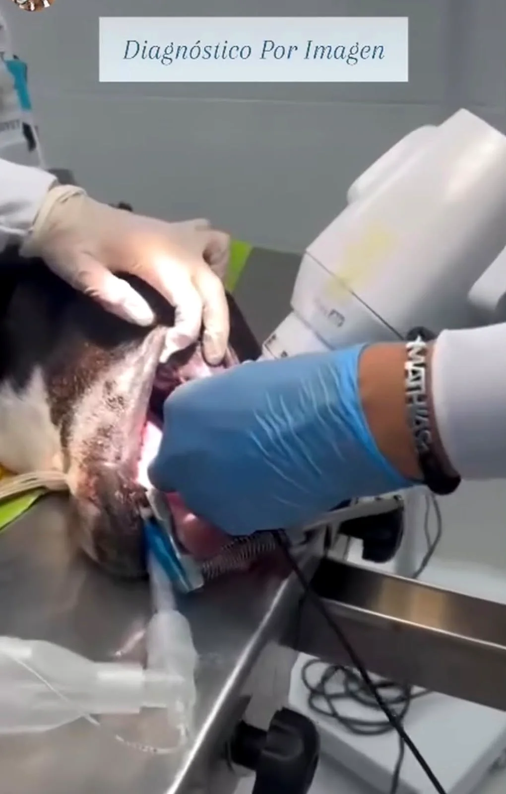Radiografía de la boca de un perro durante un procedimiento dental