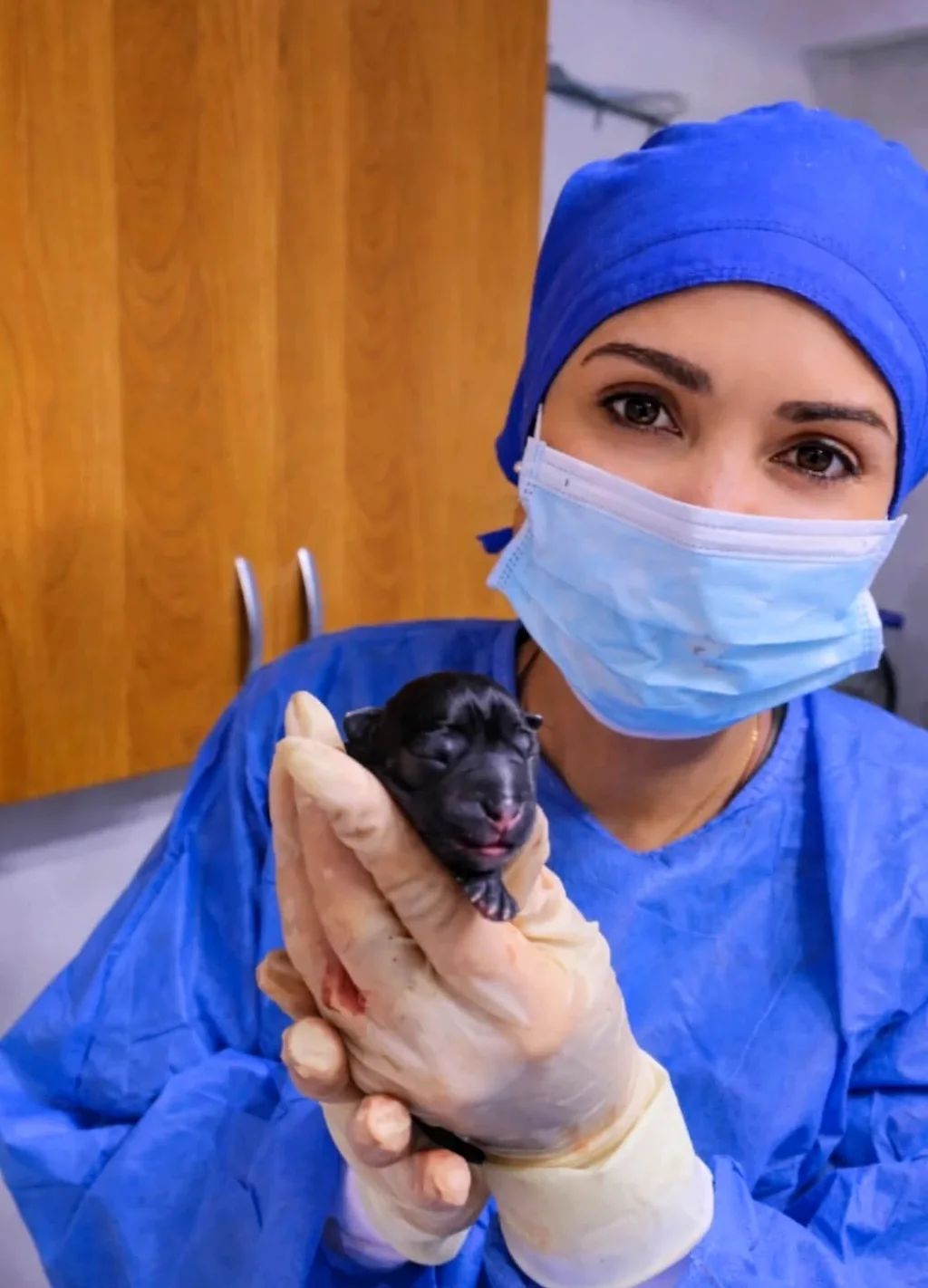 La Dra. Yoneidys Barrada sosteniendo un cachorro recién nacido entre sus manos