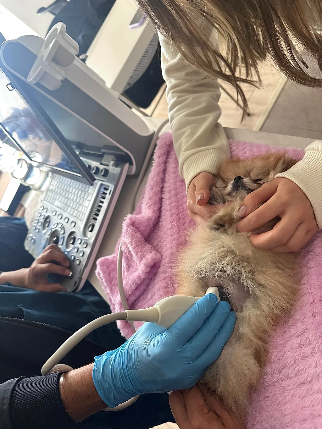 Ecografía a un perro pequeño de pelo largo, con la sonda sobre el abdomen