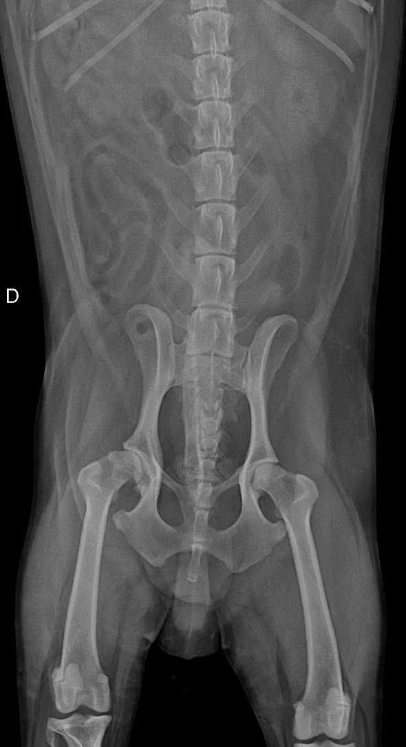 Radiografía ventrodorsal de columna, cadera y fémures de un paciente