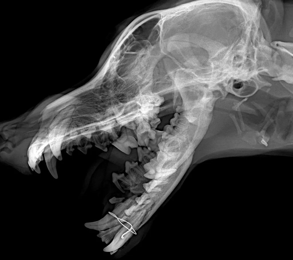Radiografía lateral del cráneo de un perro, con un alambre de fijación en la mandíbula