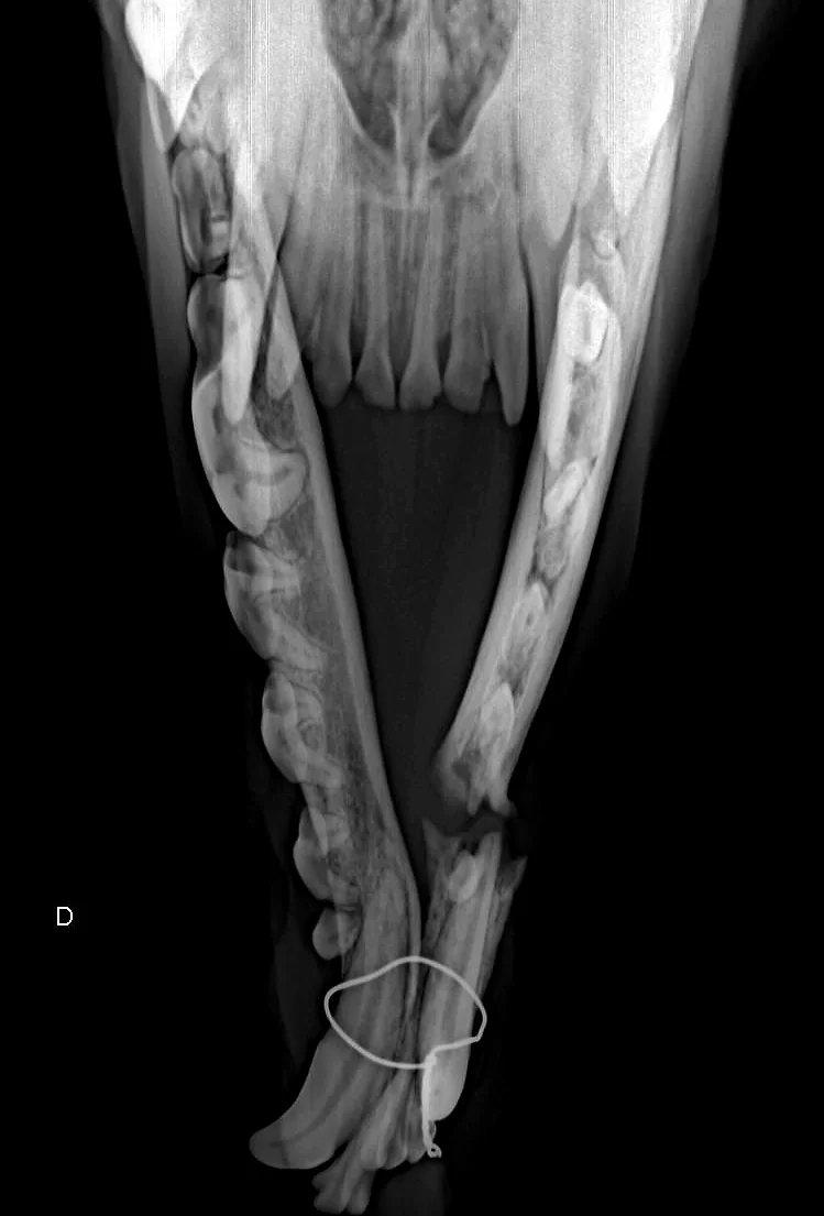 Radiografía de la mandíbula de un perro, con un alambre de fijación