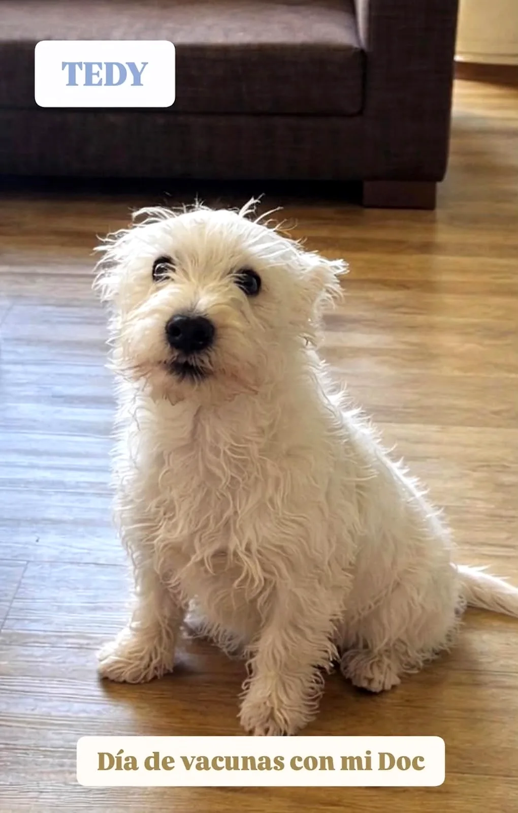 Tedy, un perro blanco, en su día de vacunas